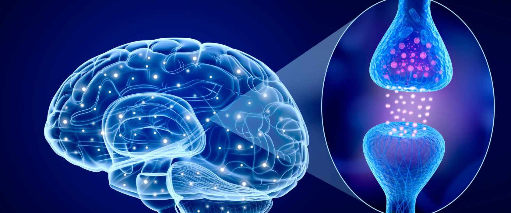 Human brain and Active receptor